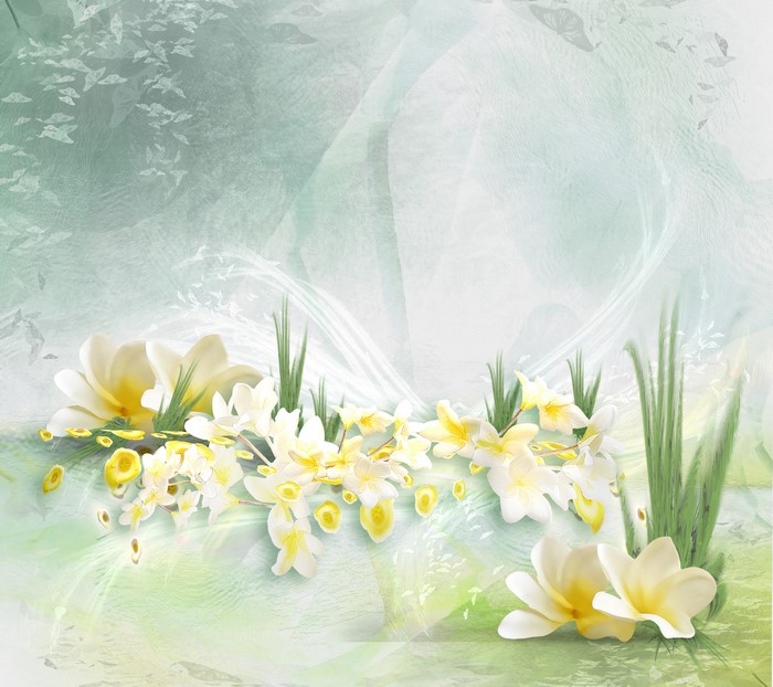 White and yellow plumeria flowers with green grass