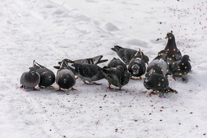 Pigeons eating seeds in the snow