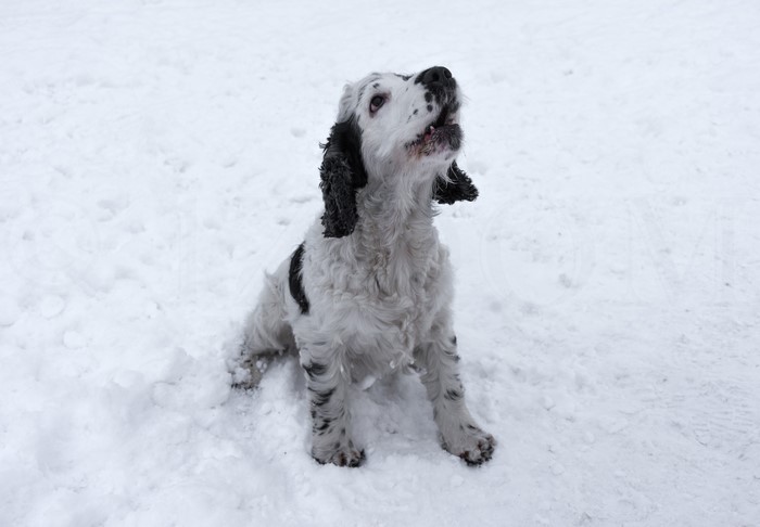 English Cocker Spaniel puppy sitting in snow