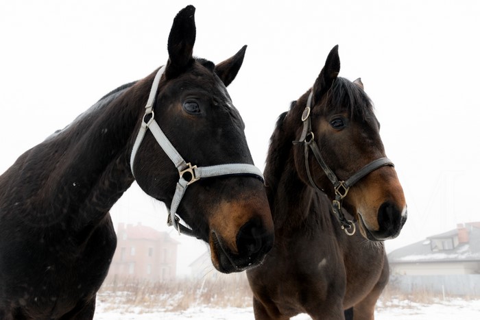 Two Horses in Winter