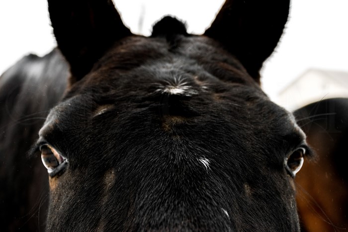Close-up of a black horse's head