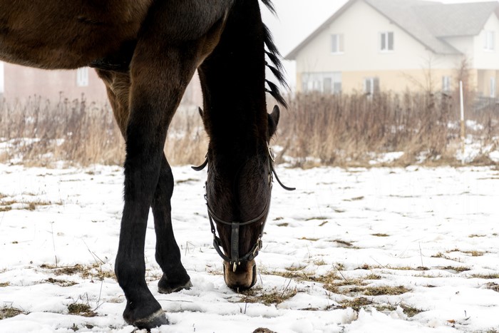 Horse grazing in a snowy field with houses in the background