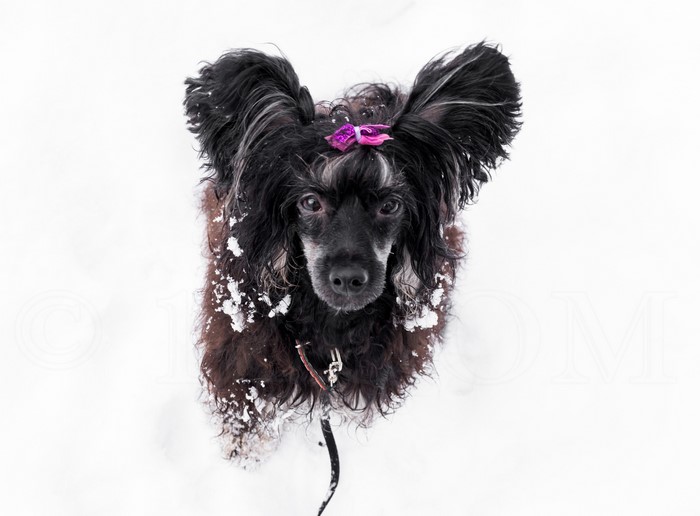 Chinese Crested dog in snow with pink bow