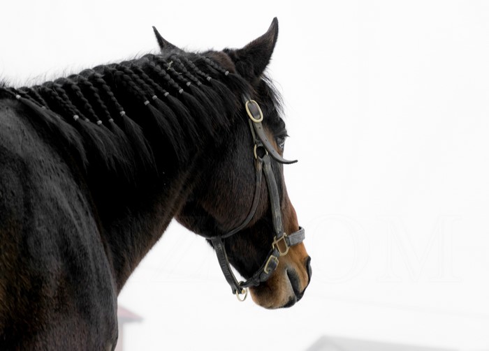 Horse with braided mane and bridle