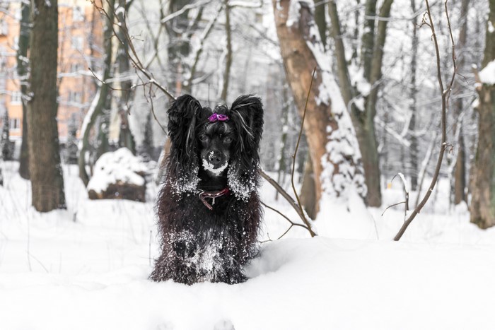 Chinese Crested dog in the snow