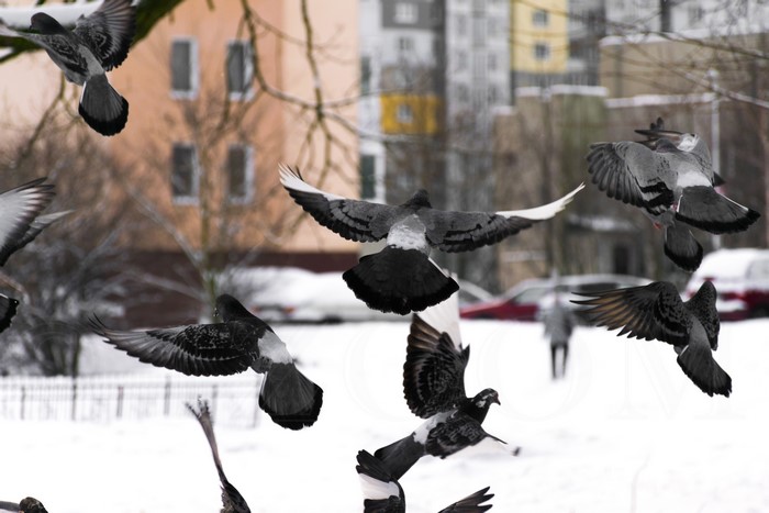 Pigeons flying in winter city