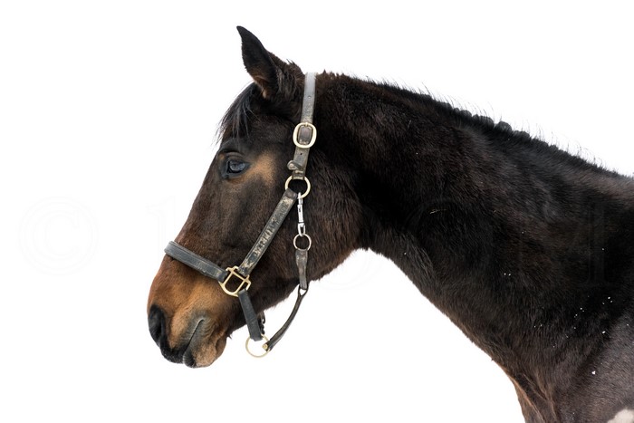Horse head with halter