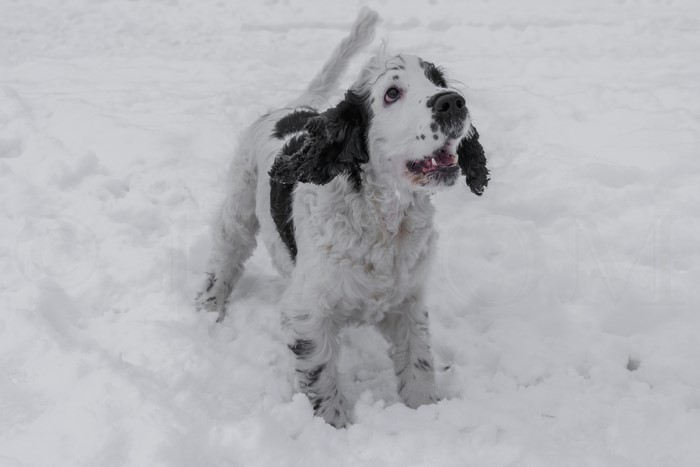 English Cocker Spaniel puppy in the snow