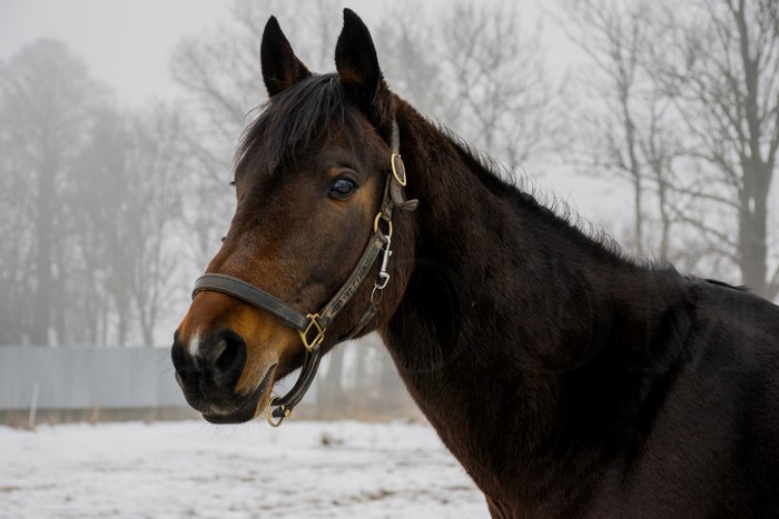 Brown horse with halter in winter