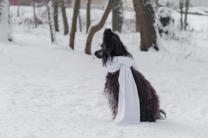 Chinese Crested dog wearing a white scarf in the snow