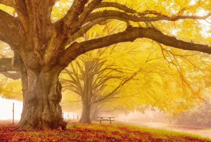 Autumn trees with yellow leaves and fallen leaves