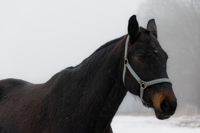 Dark horse in a foggy winter landscape