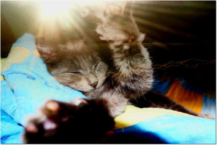 Gray kitten sleeping with sun rays