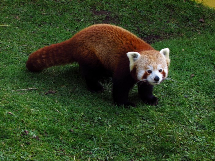 Red panda walking on grass