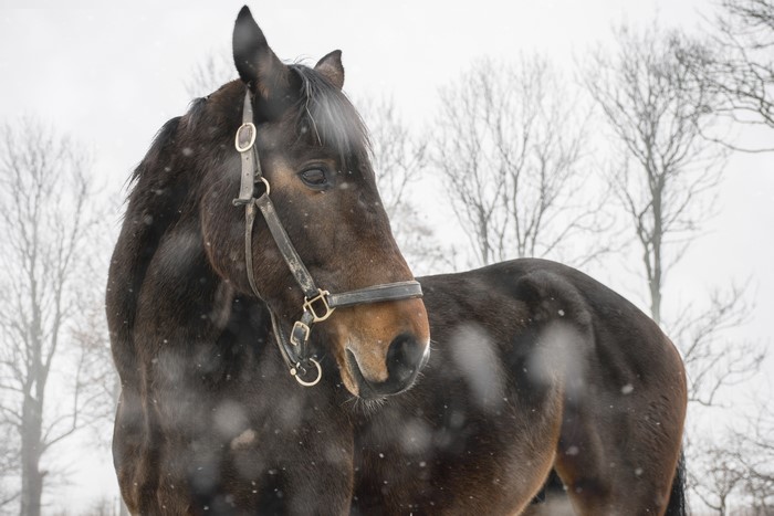 Horse in a snowy landscape