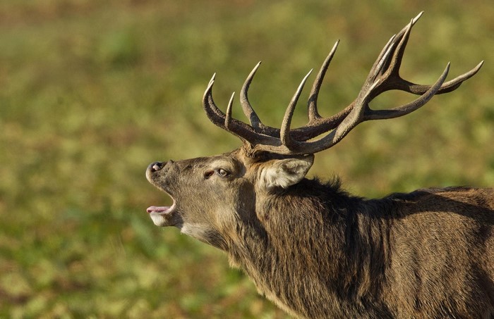 A stag with large antlers bellows in a field
