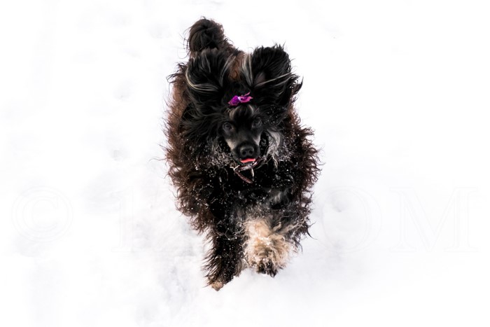 Chinese Crested dog running in snow