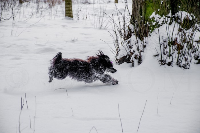 Chinese Crested Dog Running in Snow