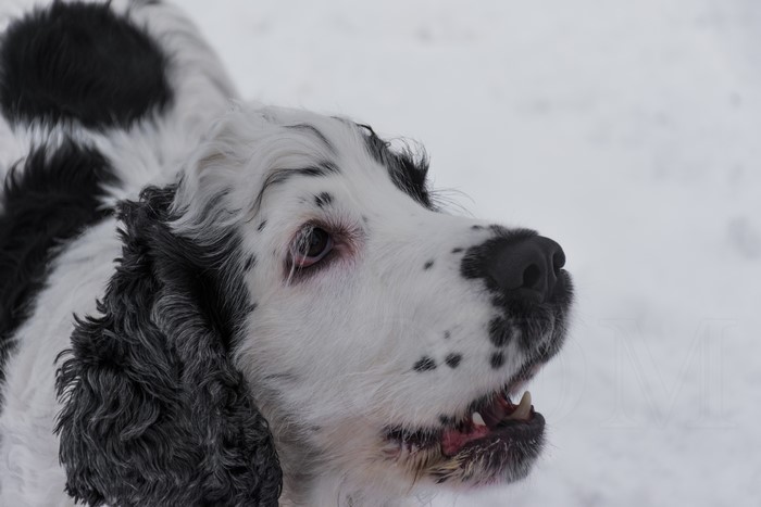 English Cocker Spaniel dog in snow