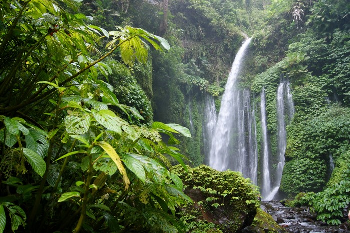 Waterfall in a dense tropical jungle