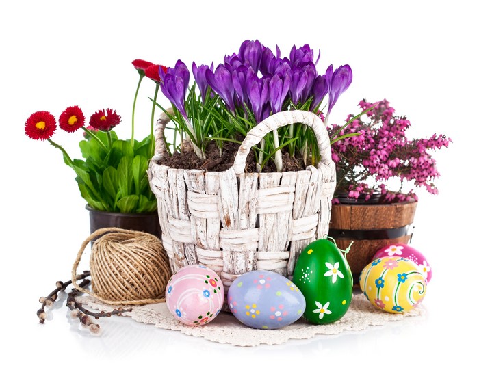 Easter Bellis, Crocuses, and Decorated Eggs in Wicker Basket