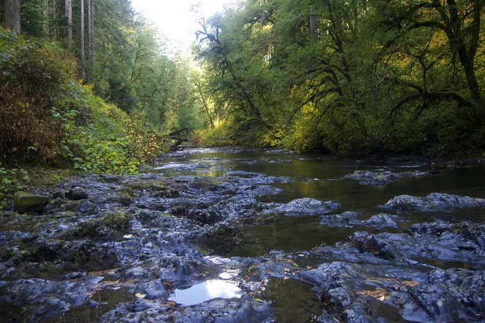 River flowing through a forest at Silver Falls State Park