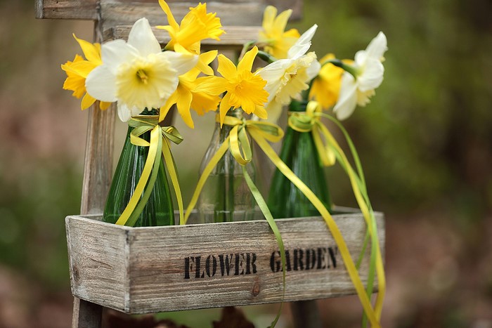 Daffodils in vases in a wooden crate