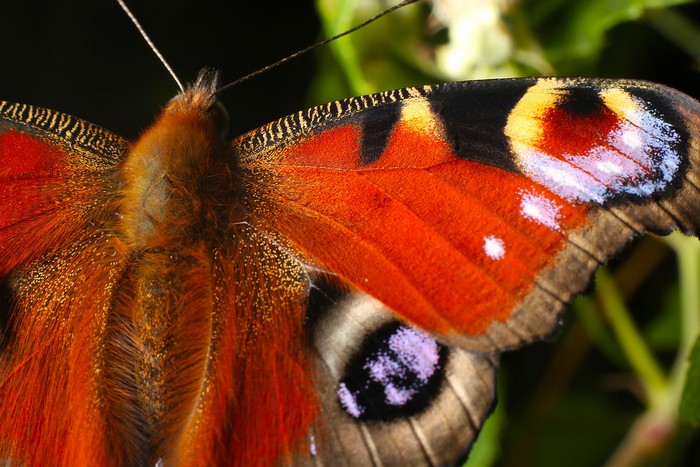 Close-up of a Peacock Butterfly wing