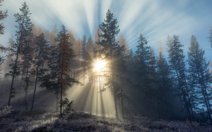 Sunlight Rays Piercing Through Trees in British Columbia