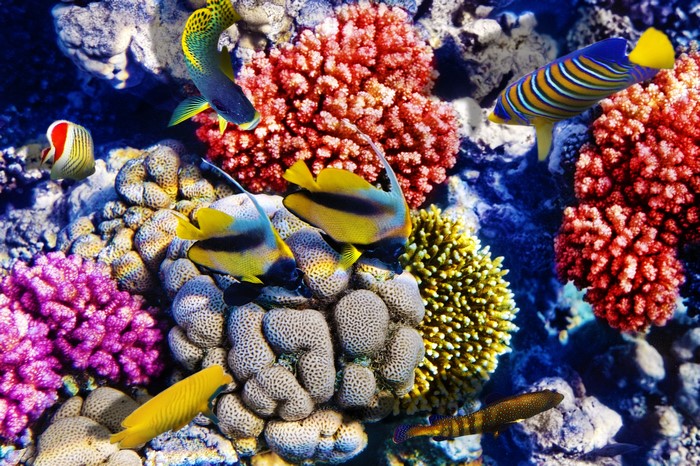 Underwater world with corals and fish