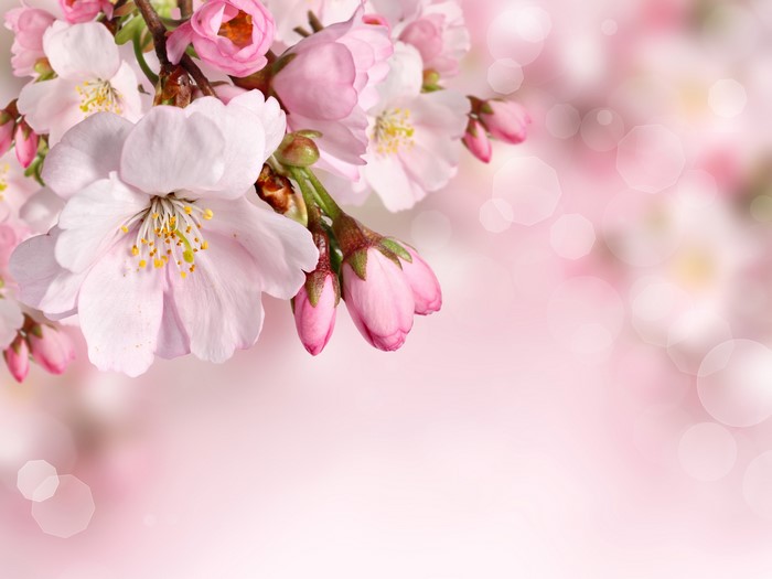 Pink cherry blossoms with buds and bokeh