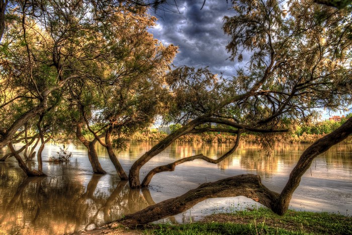 Trees in the Ebro River, Zaragoza, Aragon, Spain
