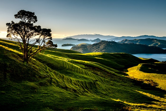 Rolling green hills and islands at sunrise, Coromandel, New Zealand