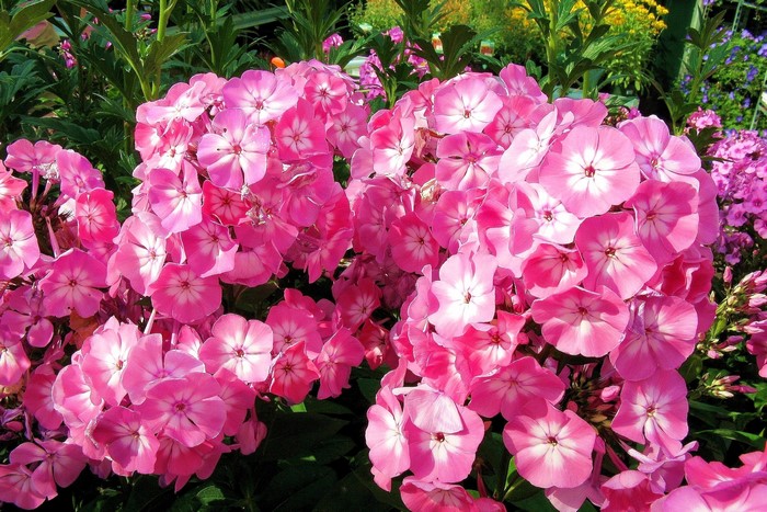 Pink Phlox flowers in a garden