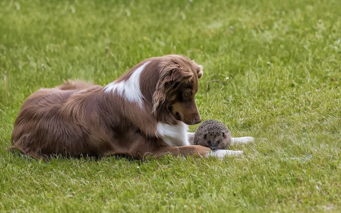 Brown dog and hedgehog lying on grass