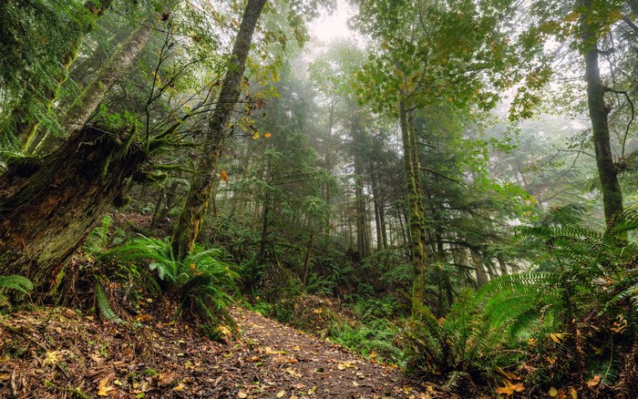Forests in Washington, USA