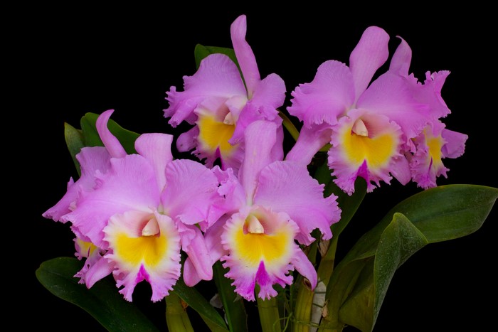 Pink orchids with yellow centers