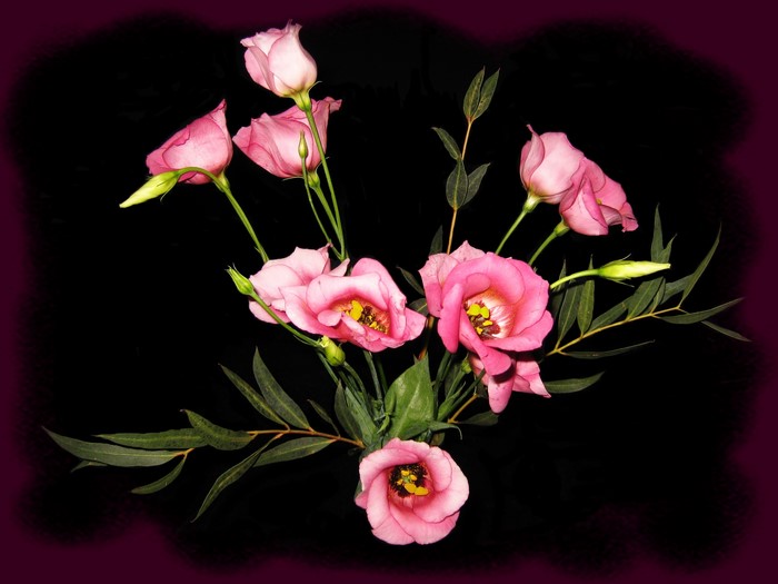 Pink Eustoma flowers with green leaves on black background