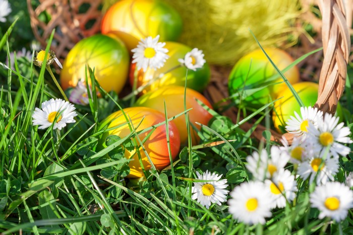 Easter eggs and daisies in grass