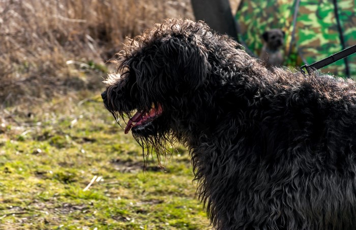 Bouvier des Flandres dog on a leash