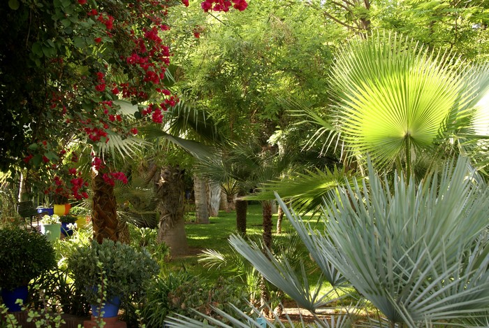 Jardin Majorelle Marrakech Morocco Gardens Palms