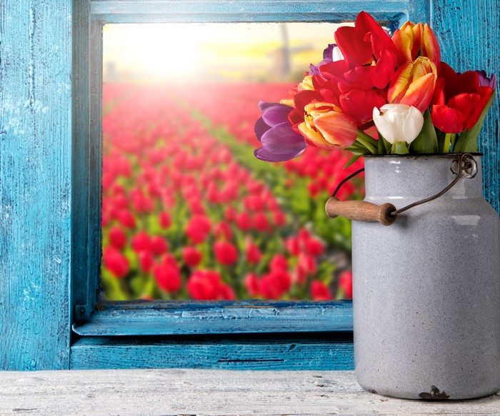4K Tulips in a Milk Can by a Window