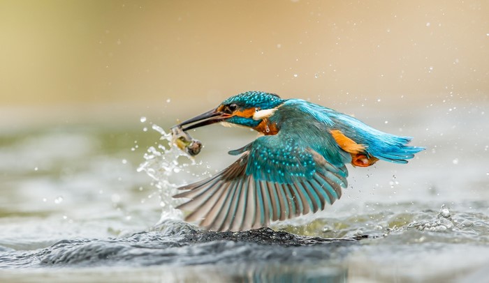 Common Kingfisher with a fish in its beak