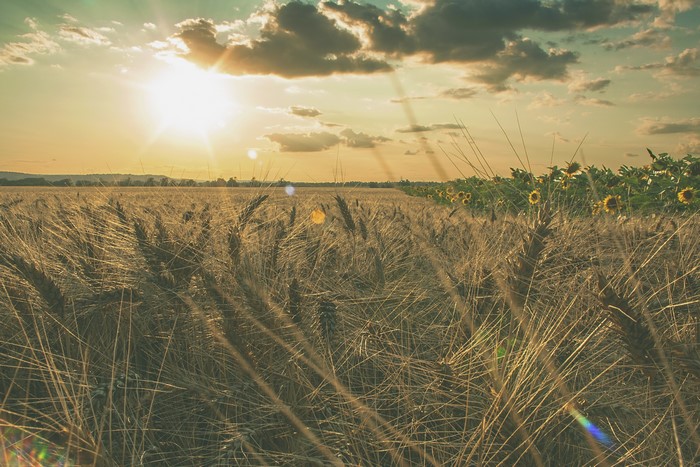 Wheat field at sunset with sunflowers