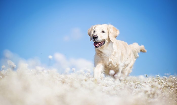 Golden Retriever running in a field of flowers