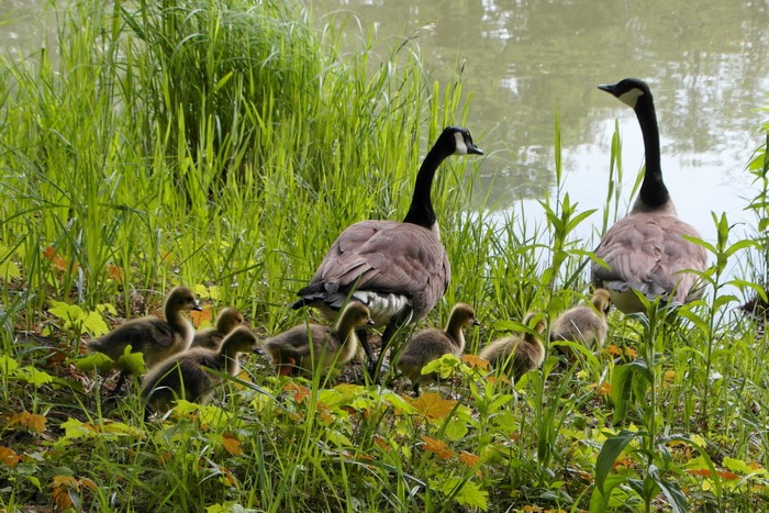 Canada Geese Family by the Pond