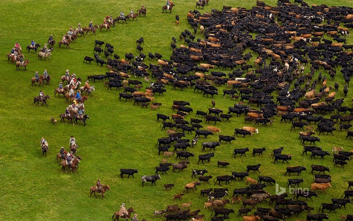 Herd of cattle and cowboys on a grassy plain