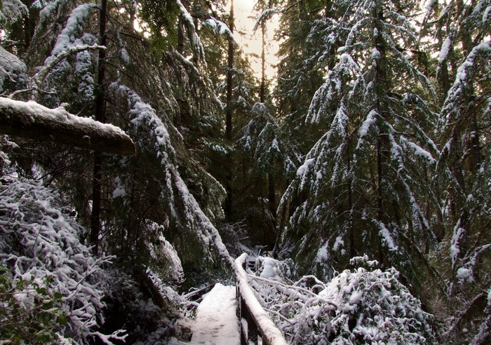 Snow-covered forest path in Ucluelet, Canada