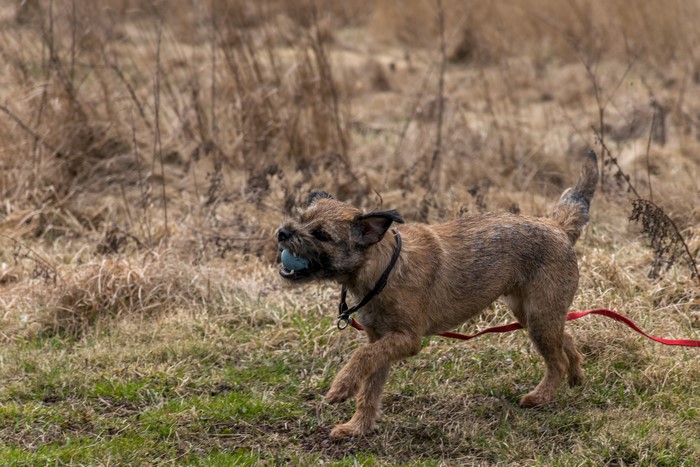 Border Terrier dog playing with a ball