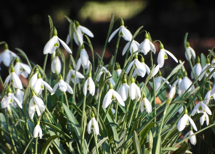 A cluster of white snowdrop flowers in bloom